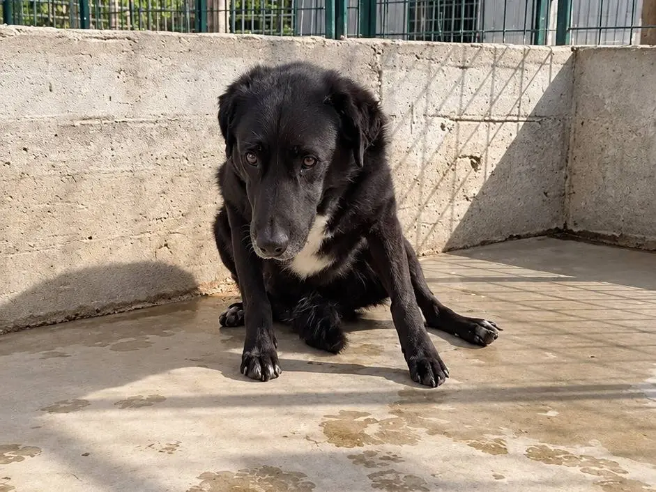 Adotta un cane, taglia media, femmina, Avellino