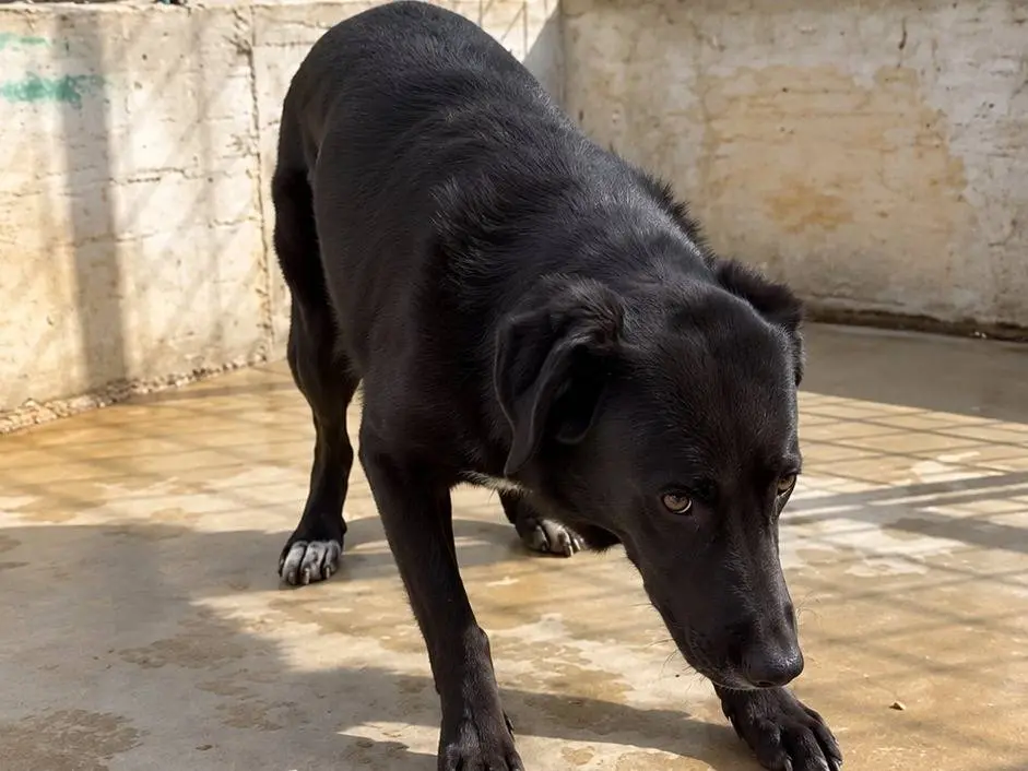 Vuoi adottare un cane a Avellino?