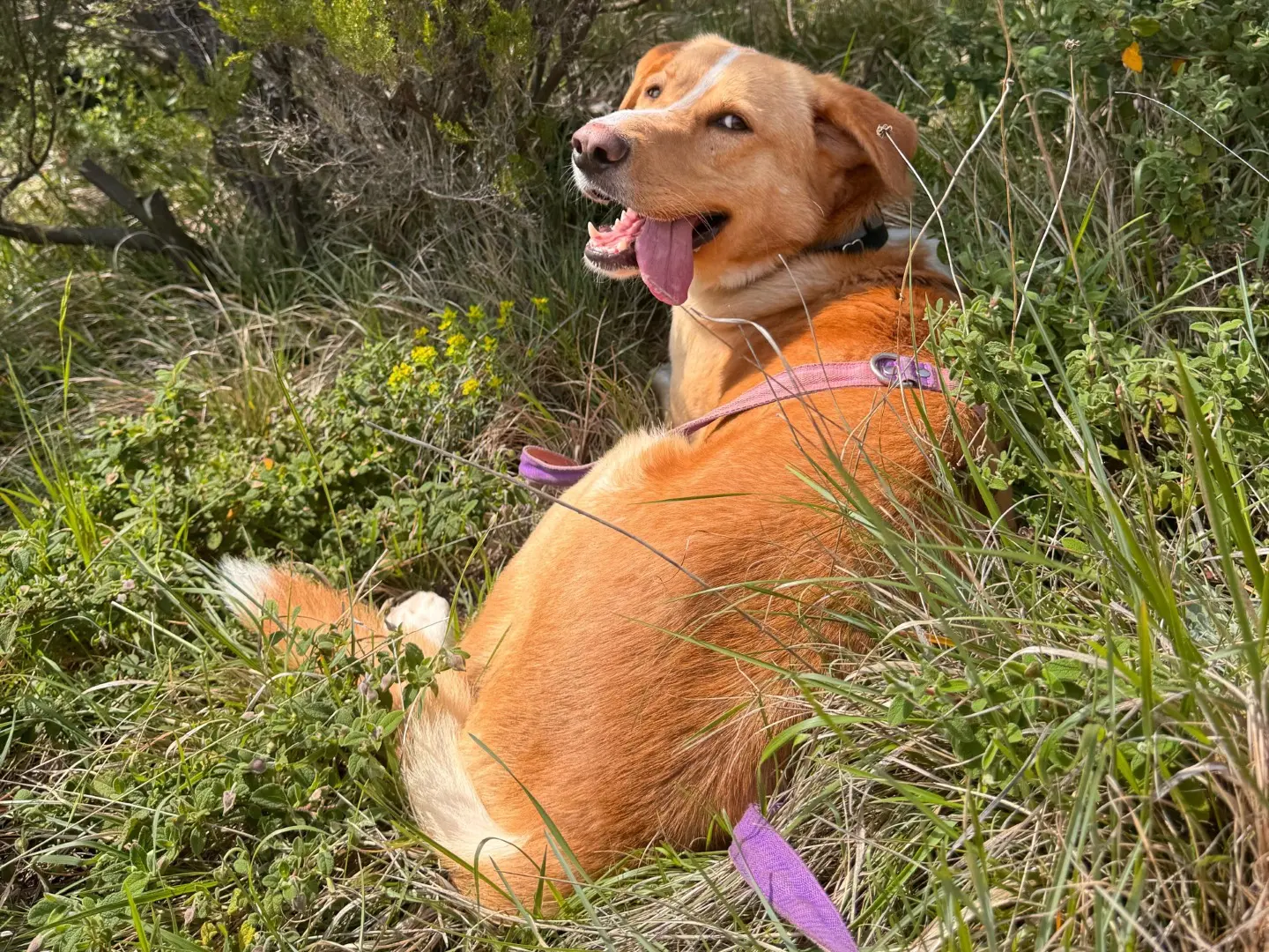 Adotta un cane, maschio, 3 anni e 11 mesi, Genova