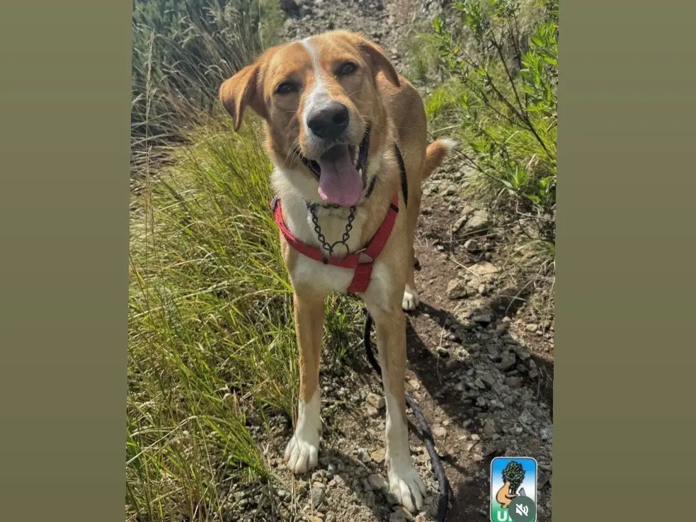 Adozione cane, maschio, Razza sconosciuta Razza sconosciuta, 3 anni e 11 mesi, taglia grande, Genova