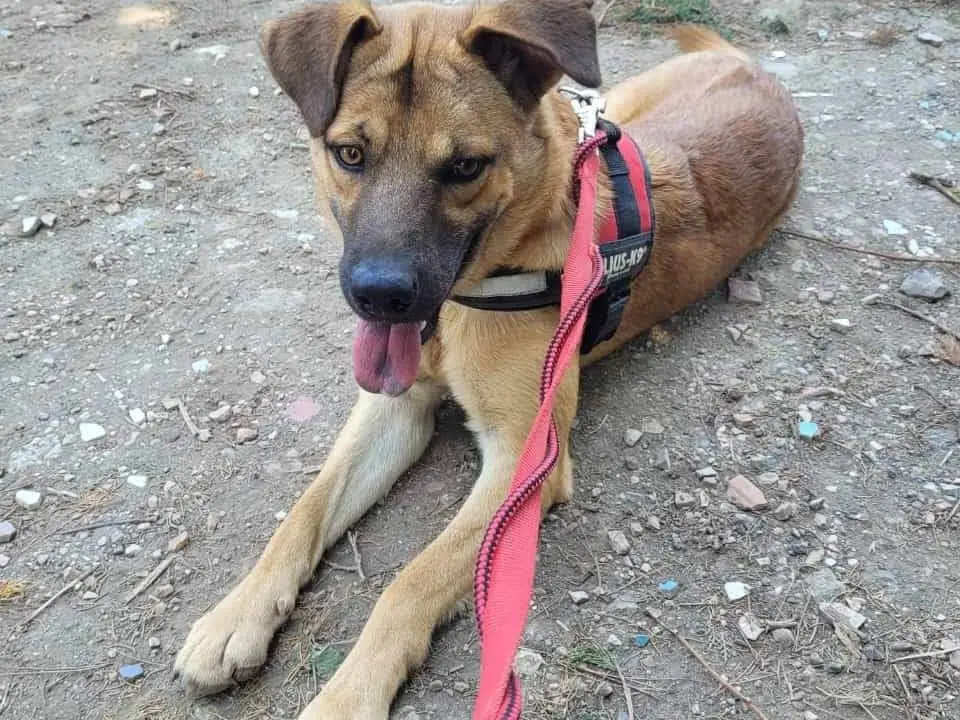 Adotta un cane, taglia media contenuta, maschio, Napoli