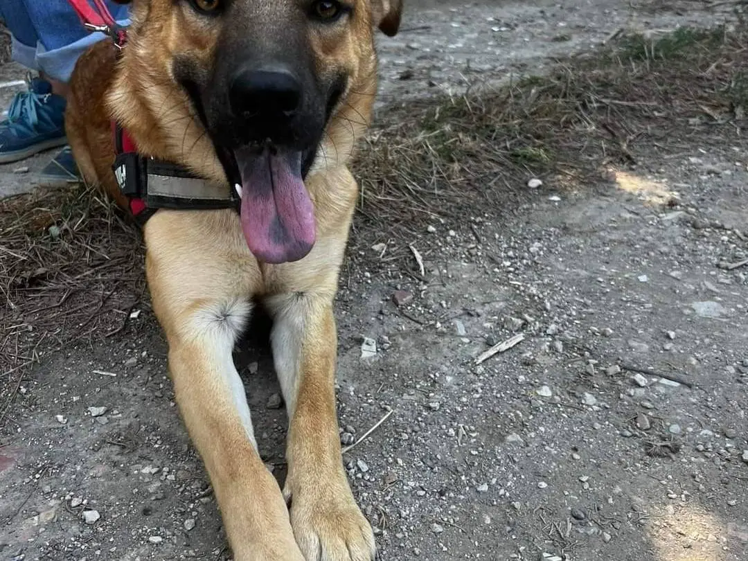 Adozione cane, maschio, meticcio, 3 anni e 8 mesi, taglia media contenuta, Napoli