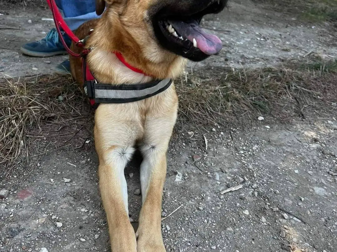Adotta un cane, maschio, 3 anni e 8 mesi, Napoli