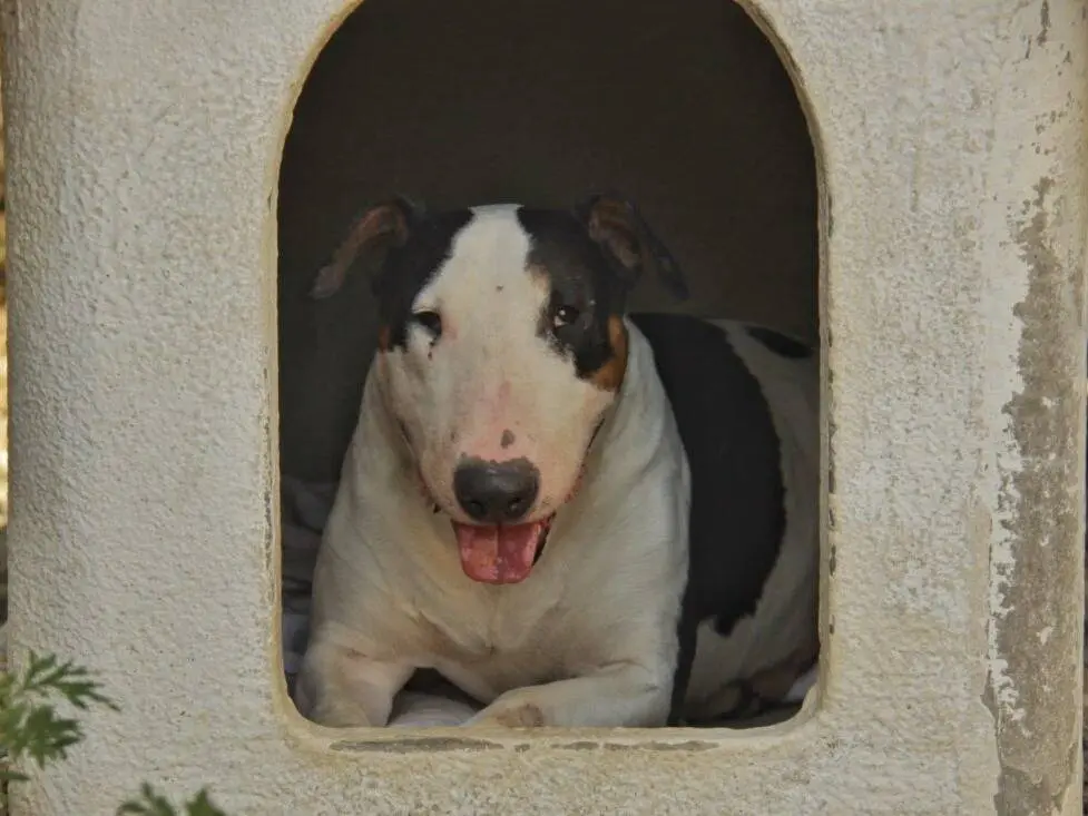 Adozione cane, maschio, Bull Terrier Razza sconosciuta, 7 anni e 9 mesi, taglia grande, Lodi