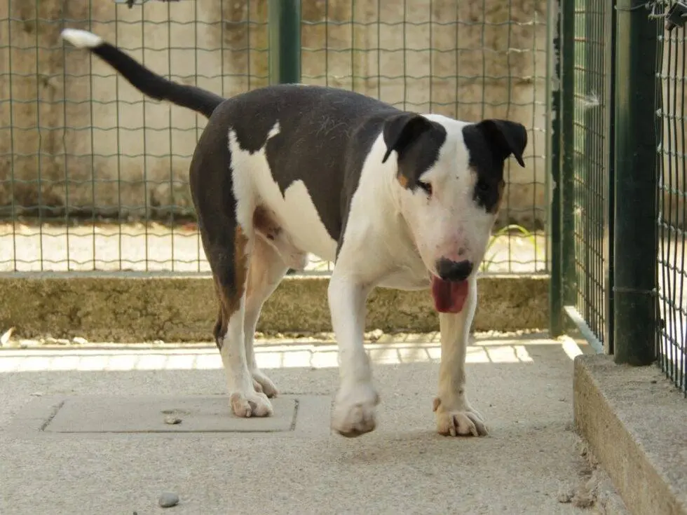 Adotta un cane, maschio, 7 anni e 9 mesi, Lodi