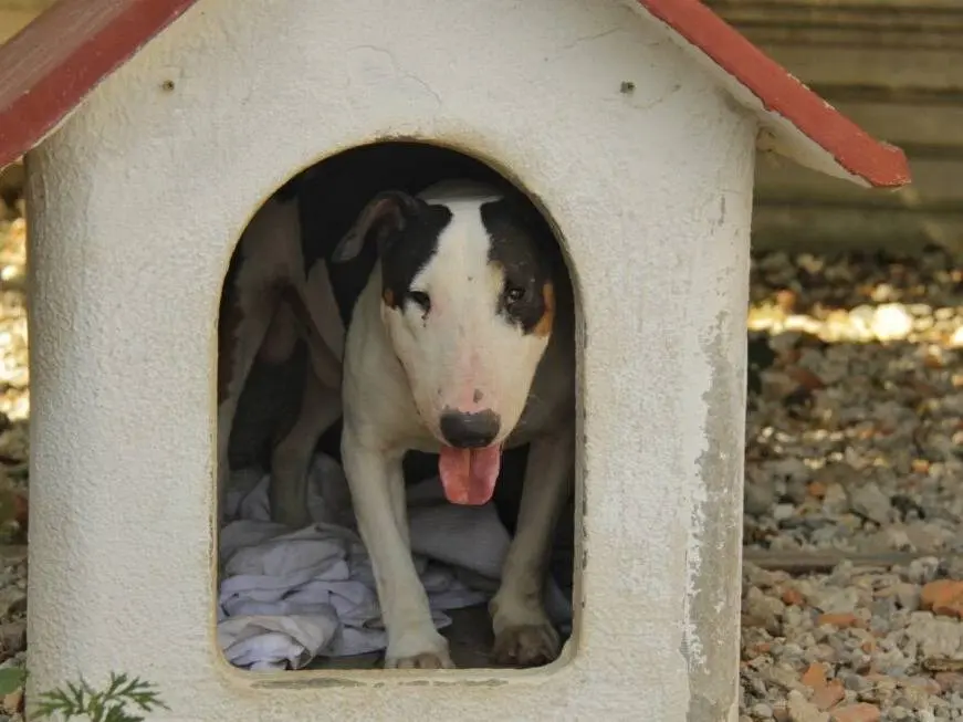 Adotta un cane, taglia grande, maschio, Lodi