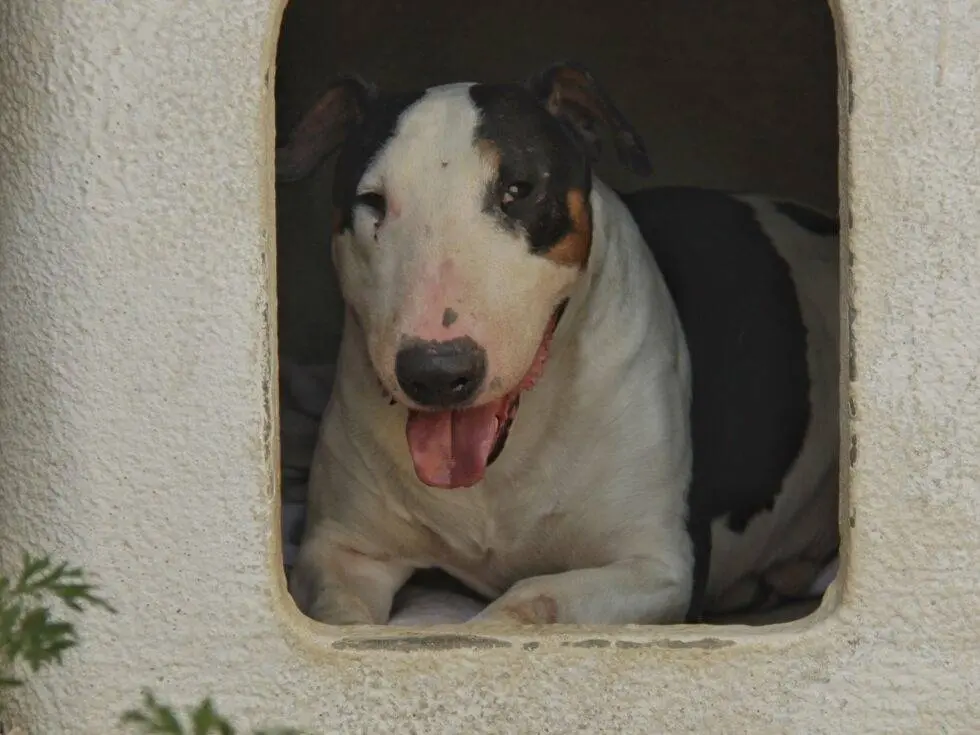 Vuoi adottare un cane a Lodi?
