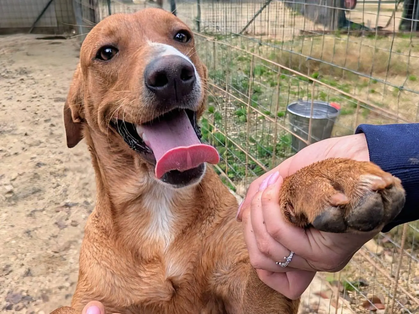 Adotta un cane, taglia media, maschio, Frosinone
