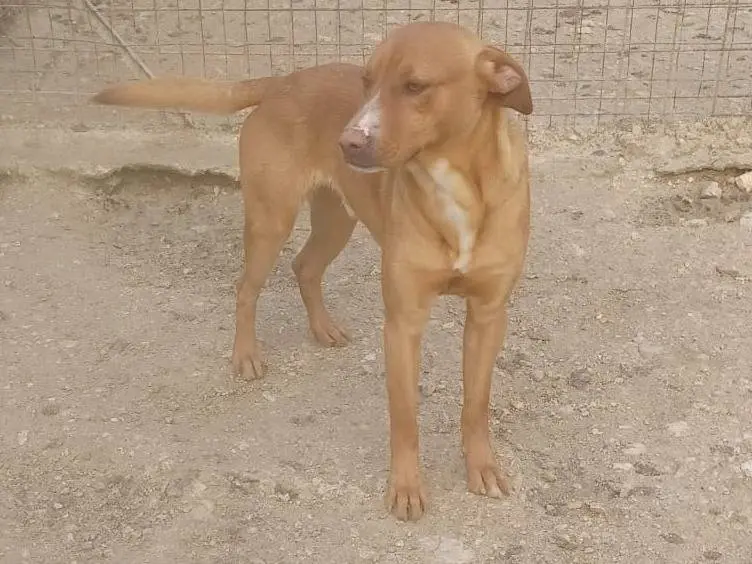 Adotta il cane CORFU a Frosinone