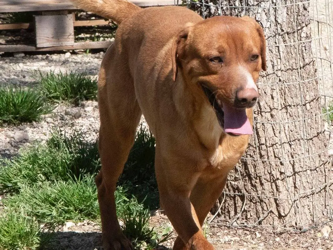 Adotta un cane, maschio, 2 anni e 7 mesi, Frosinone