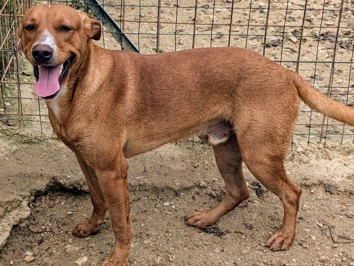 Adozione cane, maschio, Razza sconosciuta Razza sconosciuta, 2 anni e 7 mesi, taglia media, Frosinone