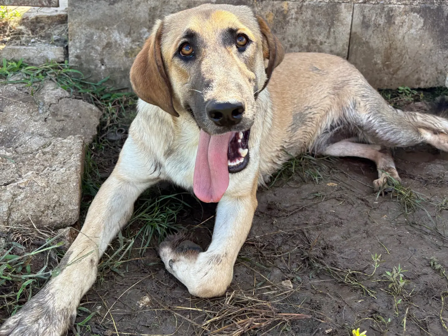 Adotta un cane, taglia media, maschio, Frosinone