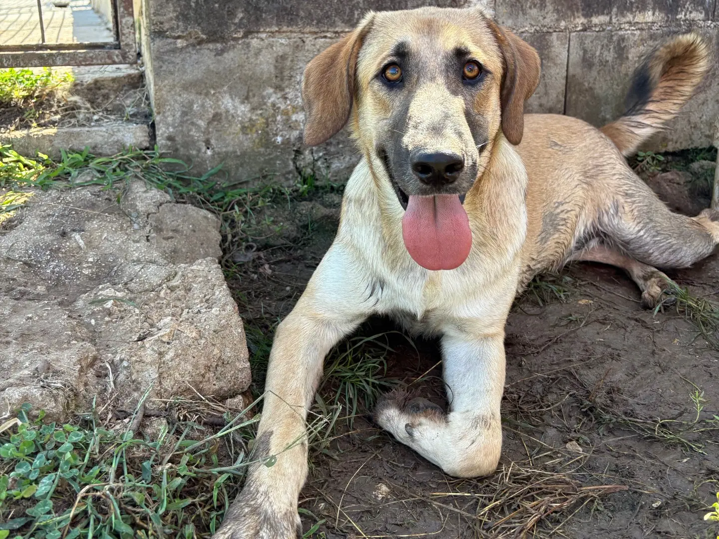 Adotta un cane, maschio, 2 anni e 1 mese, Frosinone