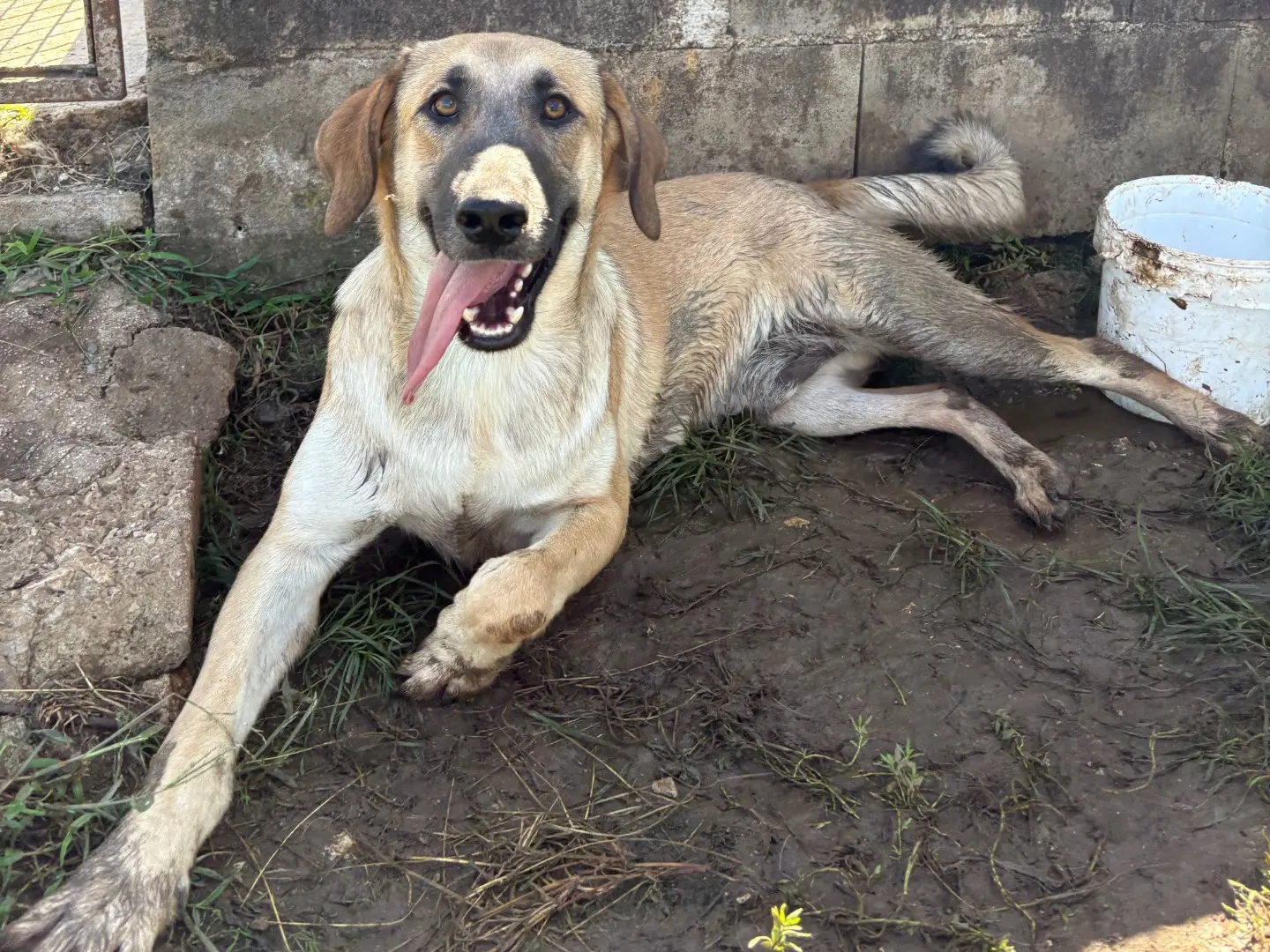 Adozione cane, maschio, Razza sconosciuta Razza sconosciuta, 2 anni e 1 mese, taglia media, Frosinone