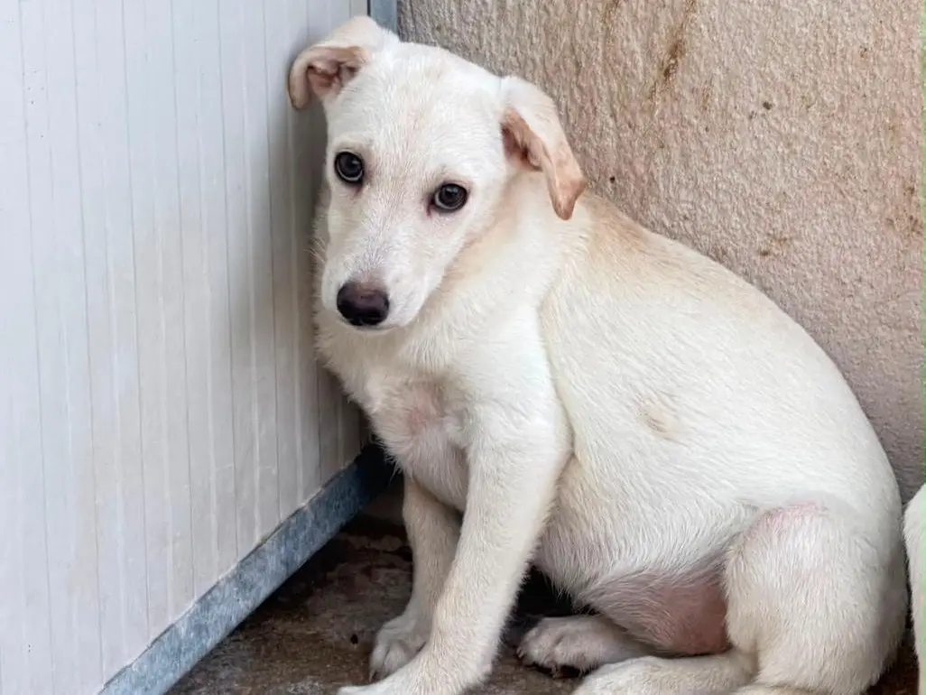 Adozione cane, femmina, Razza sconosciuta Razza sconosciuta, 6 mesi, taglia media, Salerno
