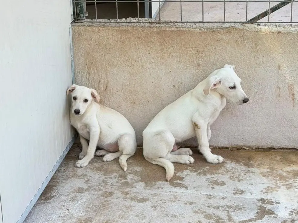 Adotta un cane, femmina, 6 mesi, Salerno
