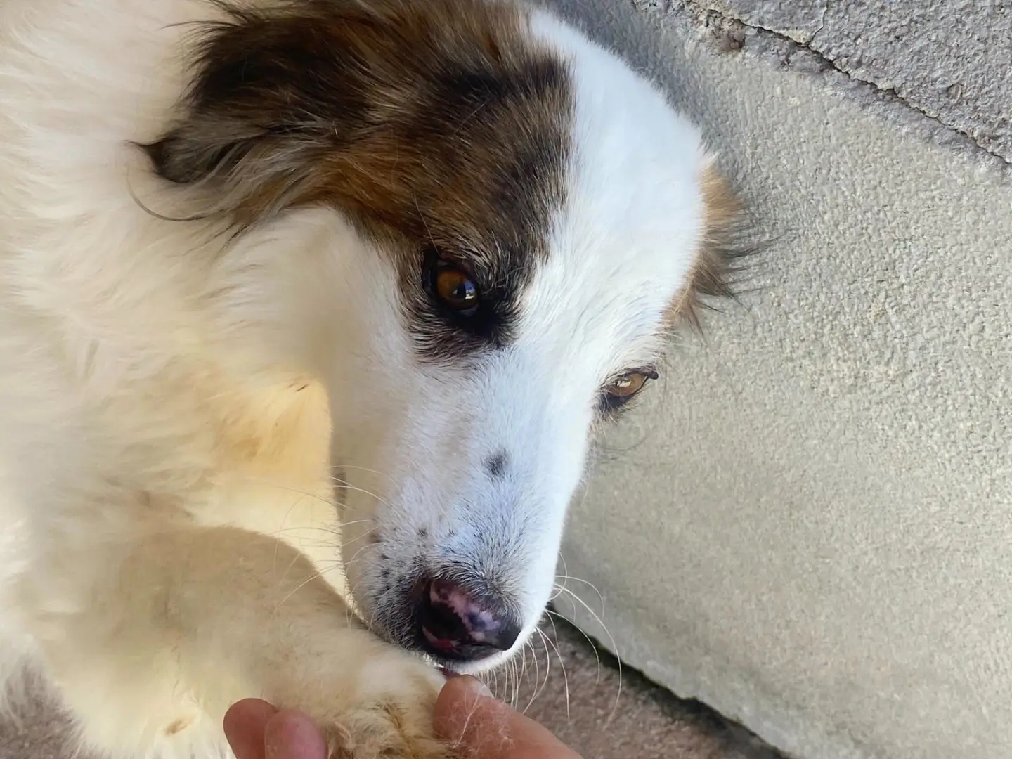 Vuoi adottare un cane a Latina?