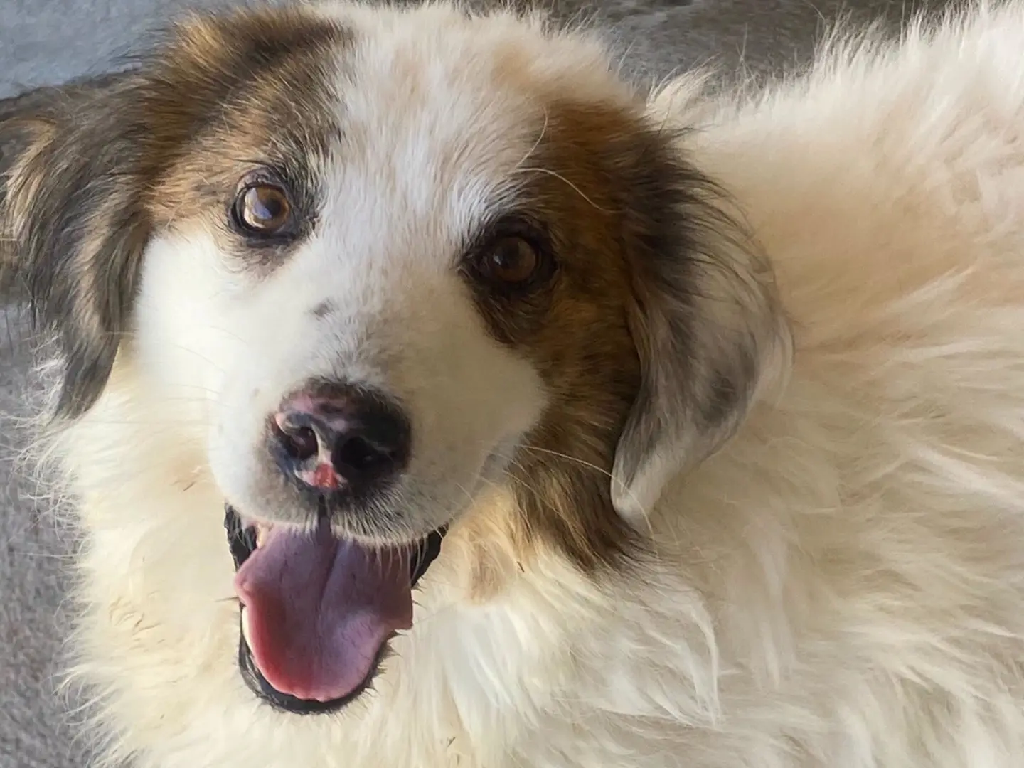 Adozione cane, femmina, Razza sconosciuta Razza sconosciuta, 7 anni e 1 mese, taglia media, Latina
