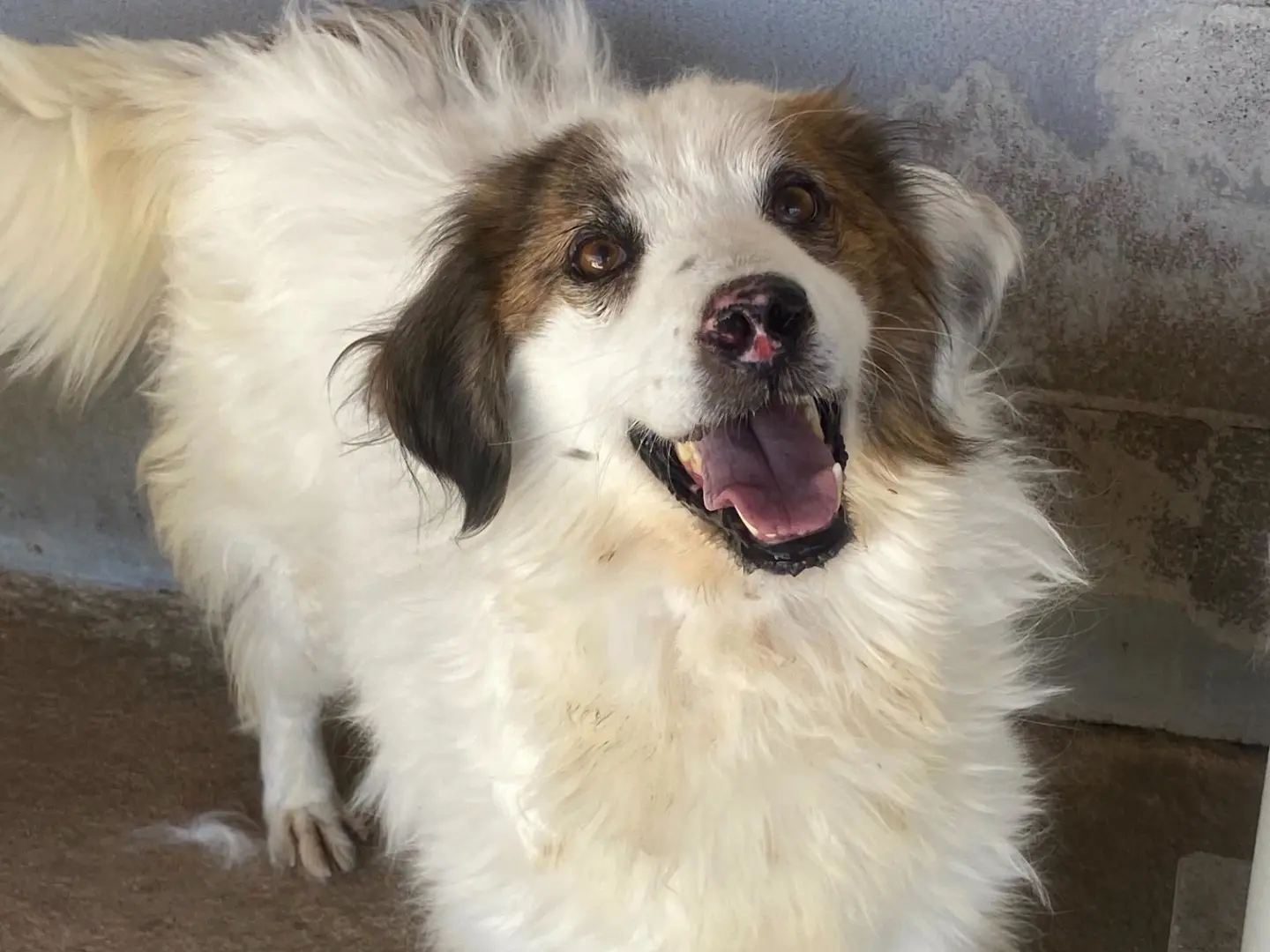 Adotta un cane, femmina, 7 anni e 1 mese, Latina