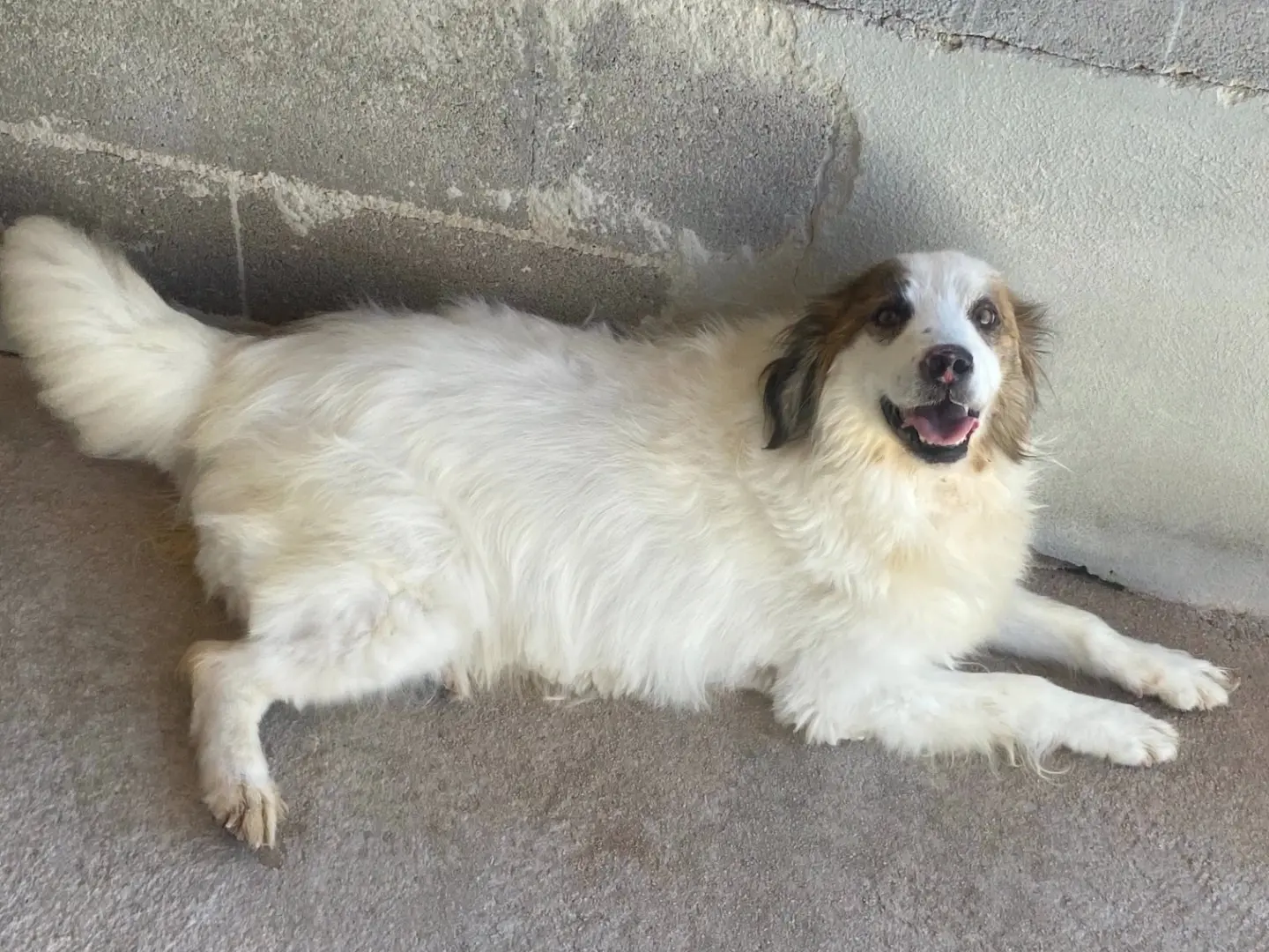 Adotta un cane, taglia media, femmina, Latina