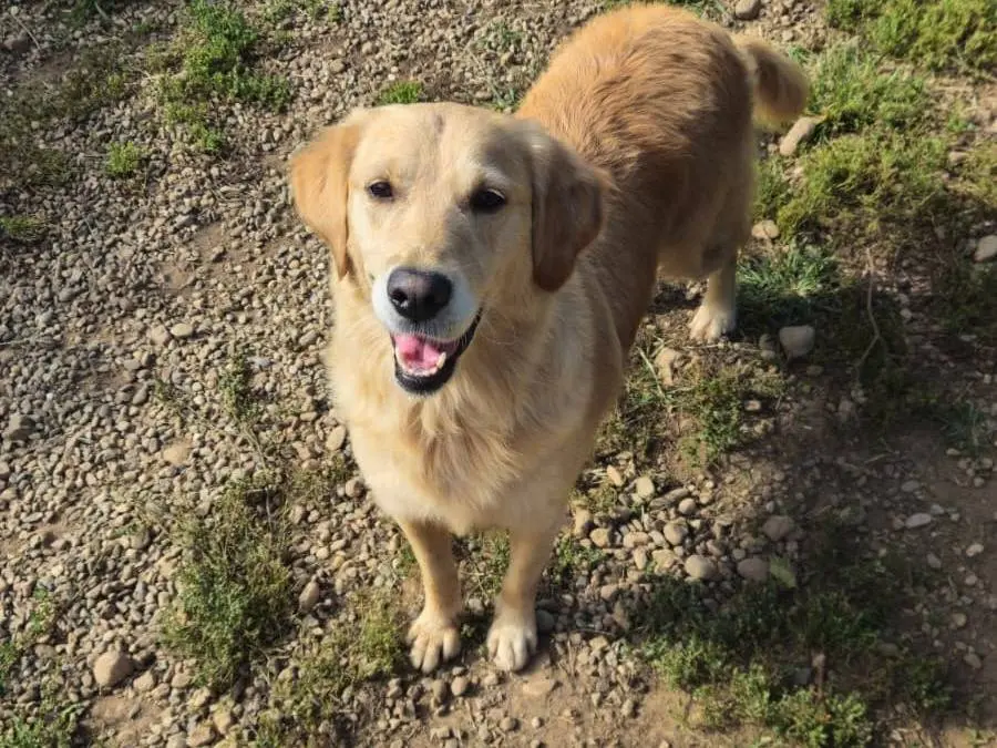 Adotta un cane, taglia media, femmina, Milano