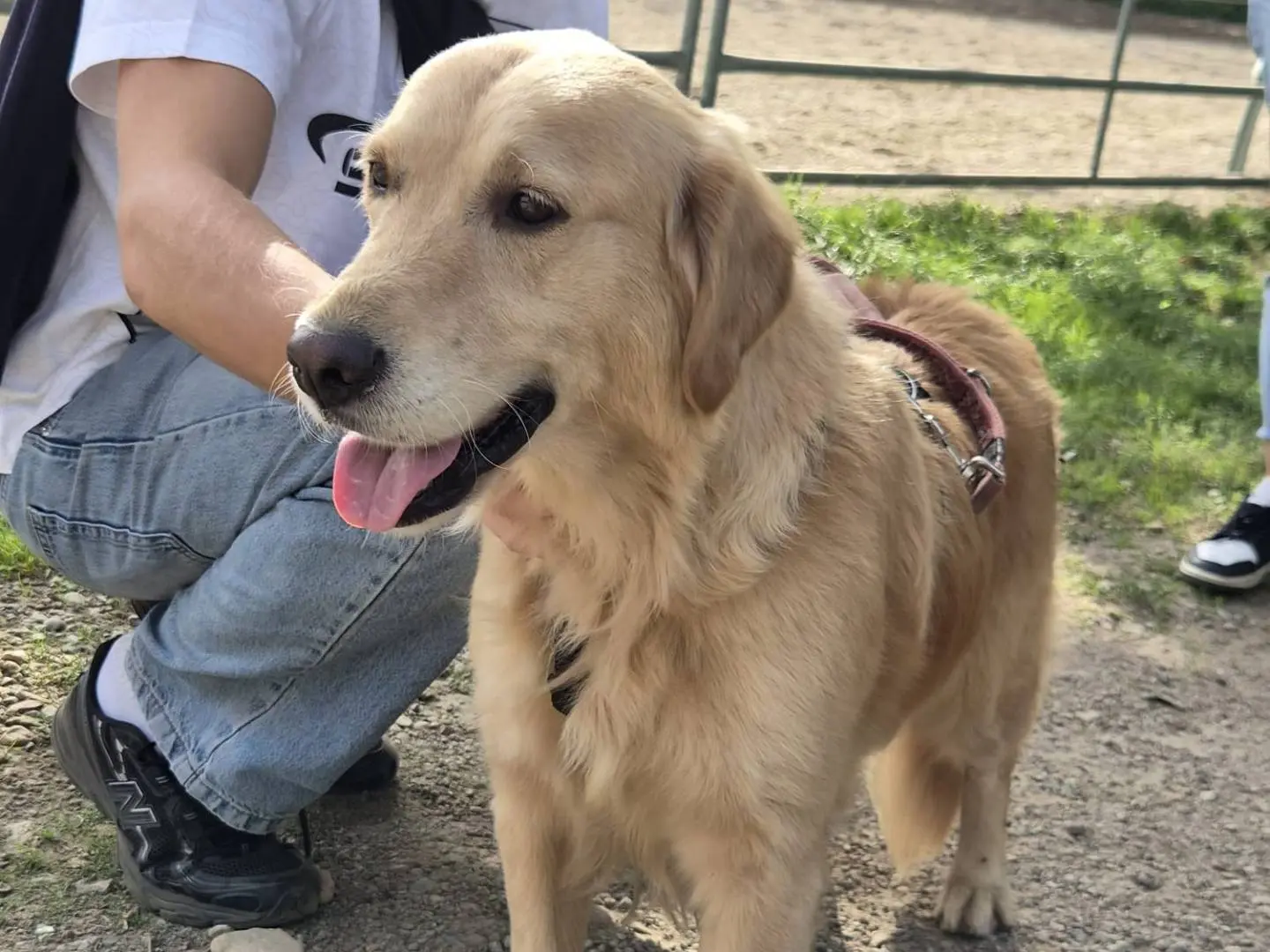 Adotta il cane Chloe a Milano