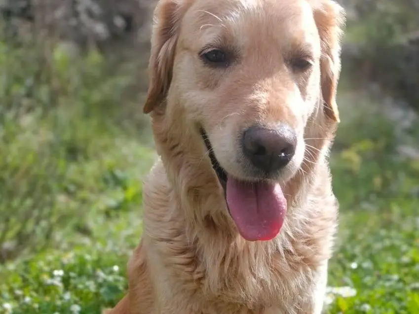 Adotta un cane, femmina, 5 anni e 6 mesi, Milano