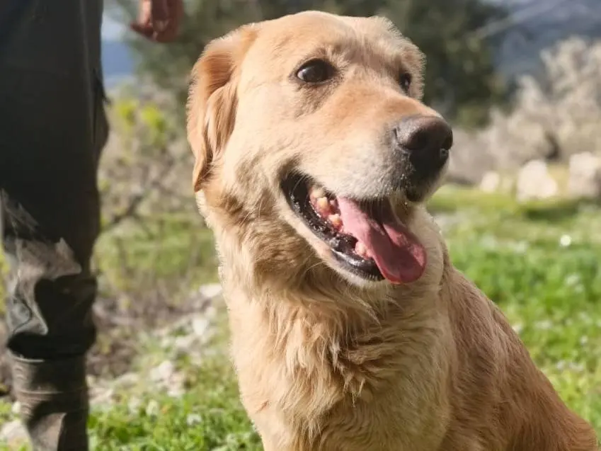 Adozione cane, femmina, Golden Retriever Razza sconosciuta, 5 anni e 6 mesi, taglia media, Milano