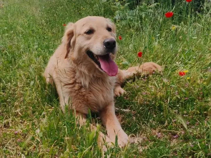 Vuoi adottare un cane a Milano?