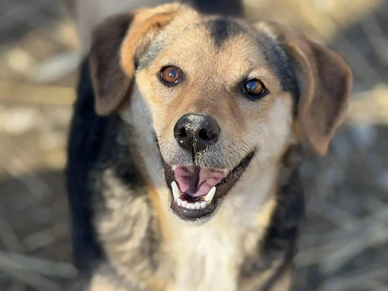 Adotta un cane, femmina, 3 anni e 4 mesi, Firenze