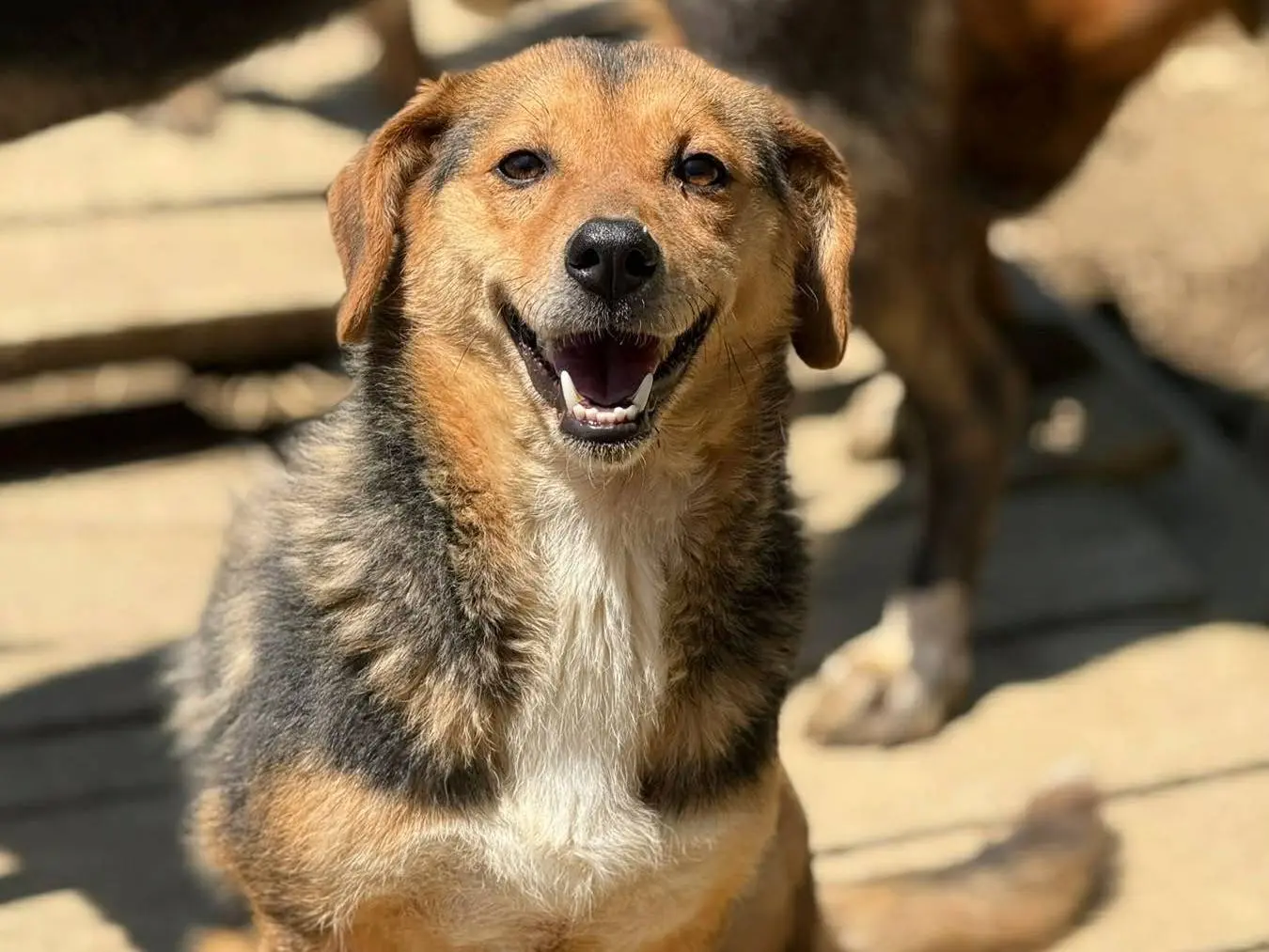 Vuoi adottare un cane a Firenze?