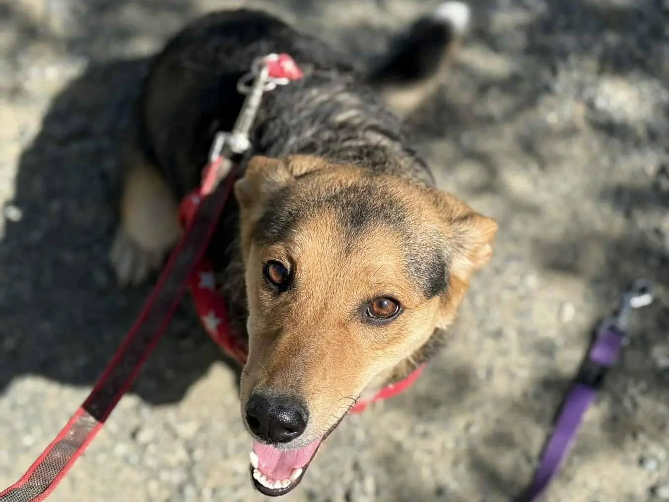 Adotta un cane, taglia piccola, femmina, Firenze