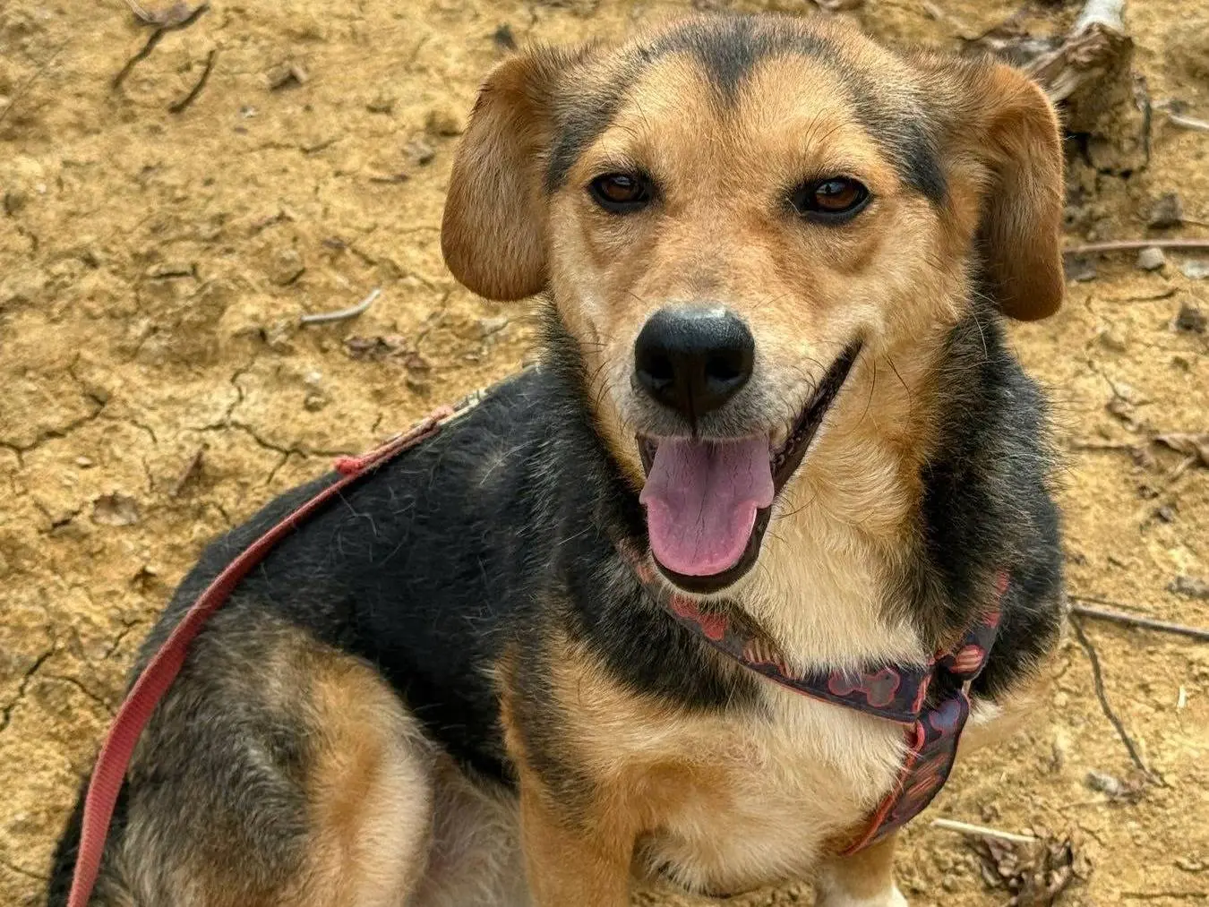 Adozione cane, femmina, Razza sconosciuta Razza sconosciuta, 3 anni e 4 mesi, taglia piccola, Firenze