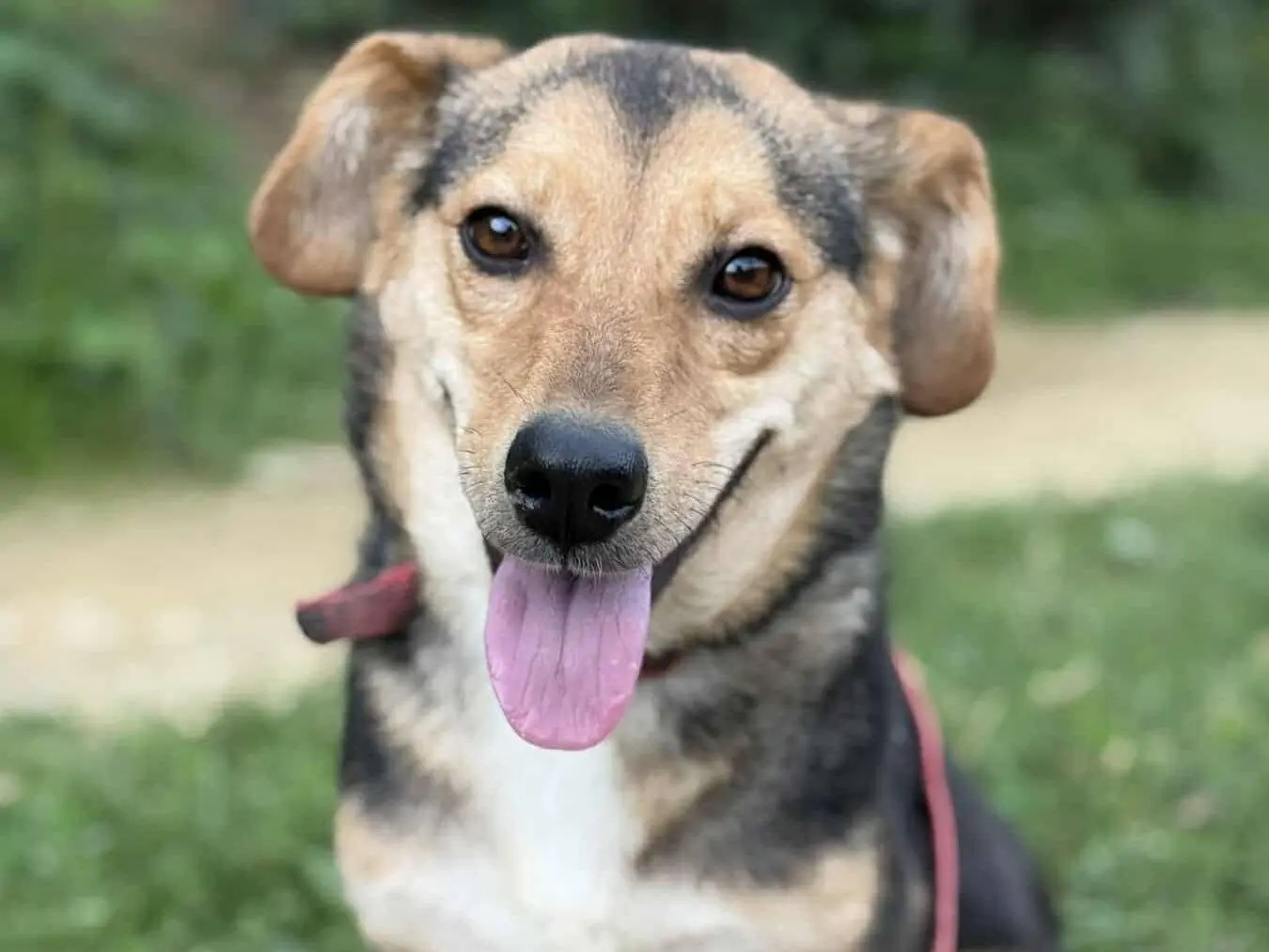 Adotta il cane DOTTIE a Firenze