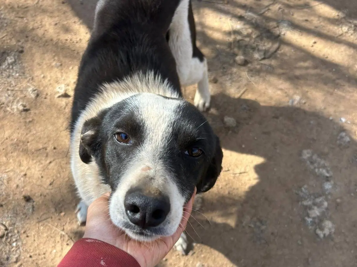 Adotta il cane Leon a Catanzaro