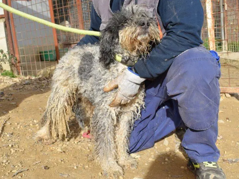 Foto 3 dell'animale