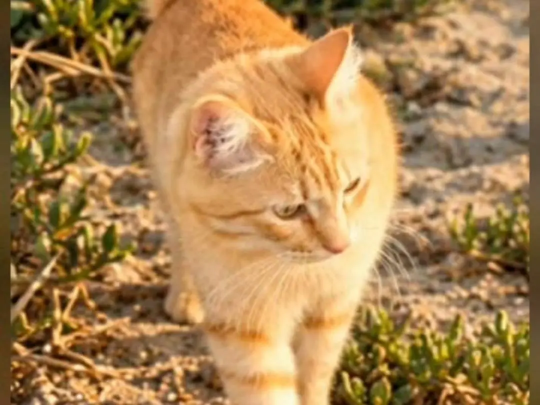 Adotta un gatto, taglia non valida, maschio, Chieti