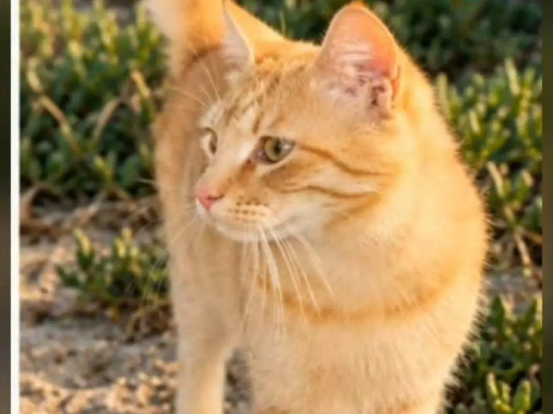 Adotta un gatto, maschio, 2 anni e 4 mesi, Chieti