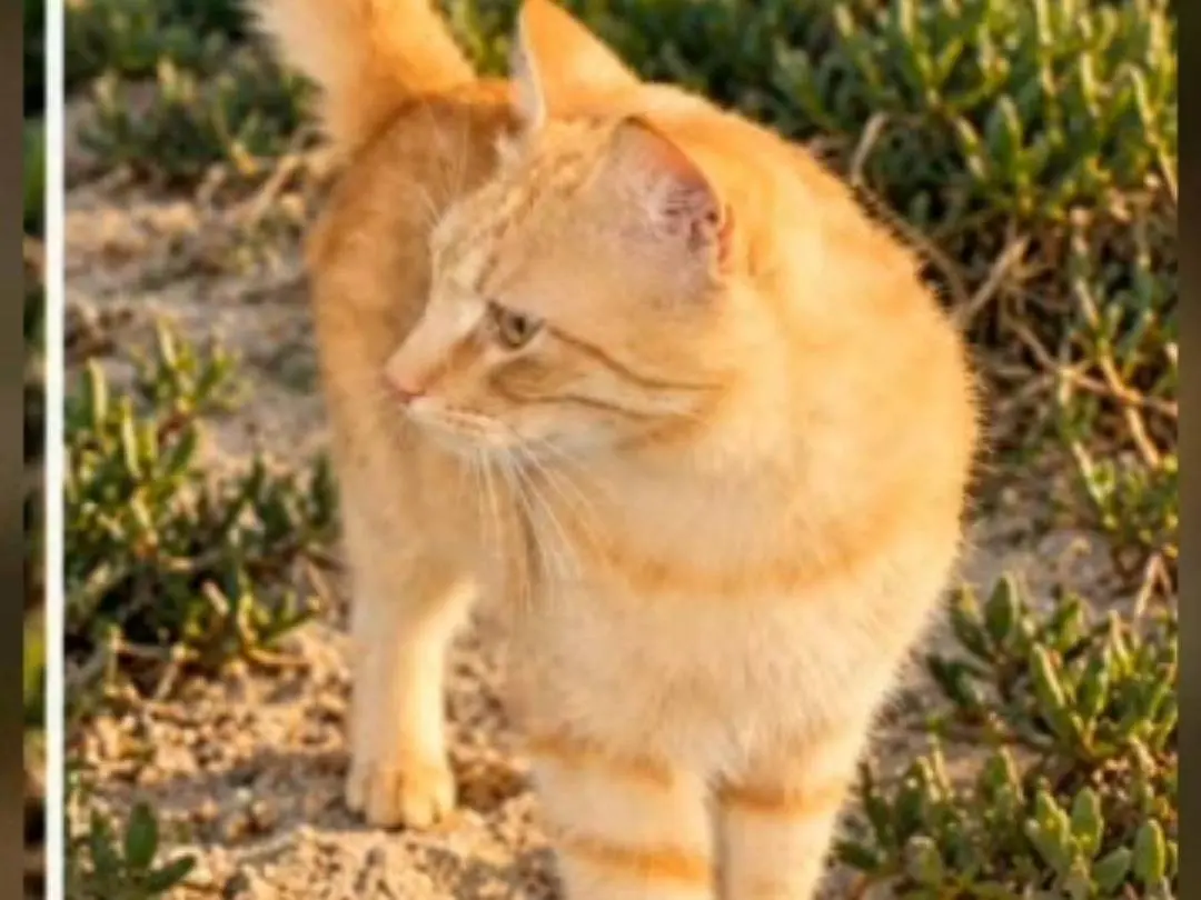 Vuoi adottare un gatto a Chieti?