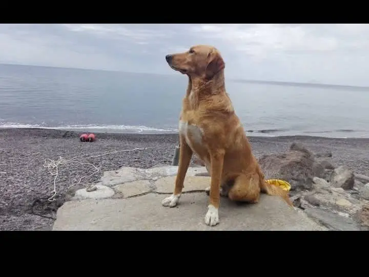 Adozione cane, maschio, Razza sconosciuta Razza sconosciuta, 6 anni e 7 mesi, taglia grande, Catania
