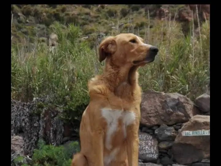 Adotta un cane, maschio, 6 anni e 7 mesi, Catania