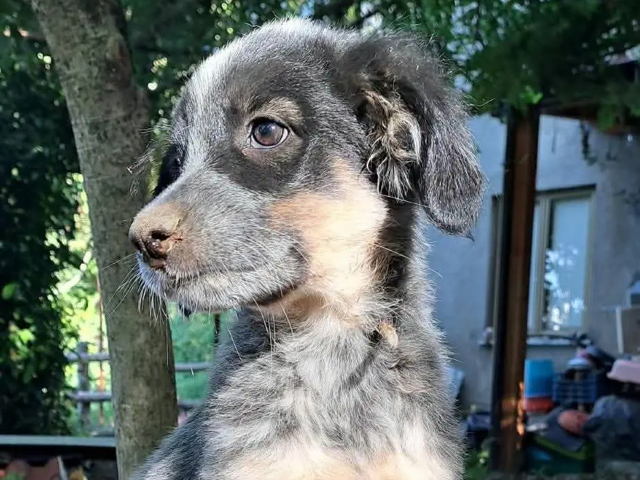 Adozione cane, femmina, Setter Inglese Razza sconosciuta, 3 mesi, taglia media, Milano