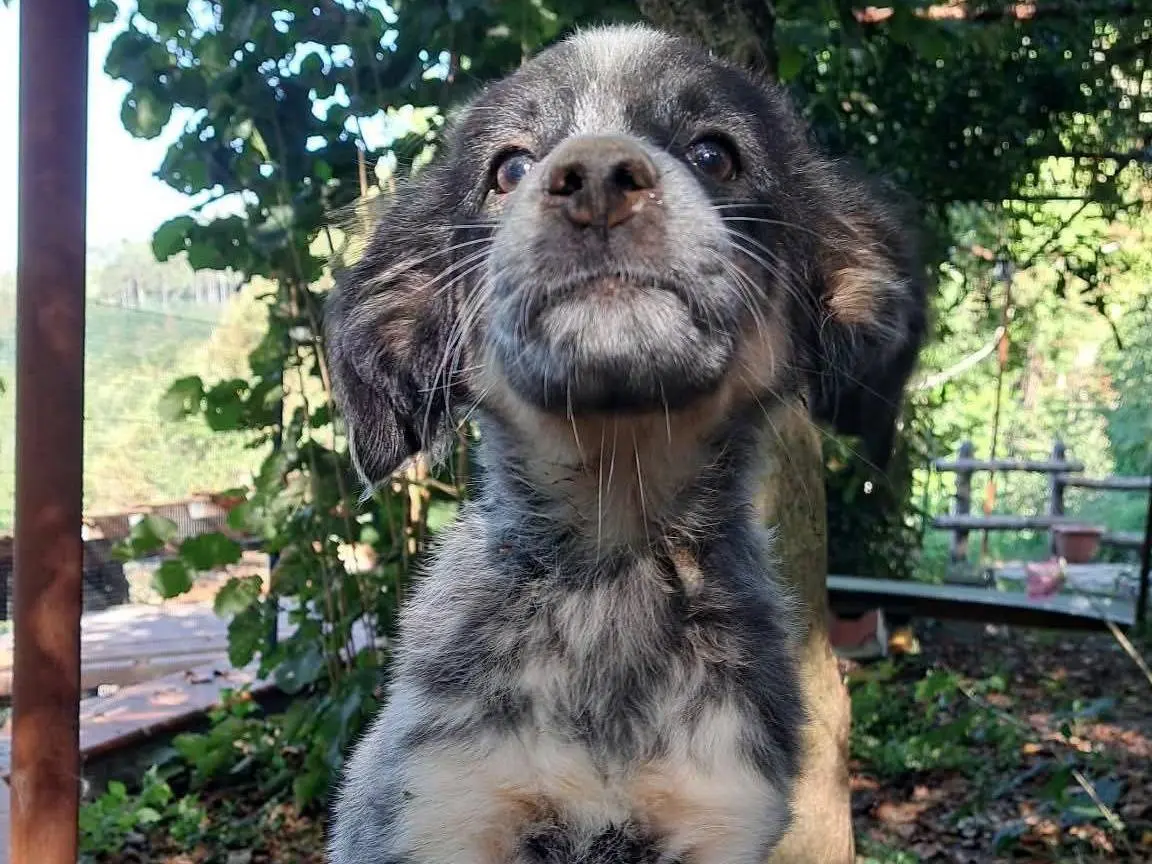 Adotta un cane, femmina, 3 mesi, Milano