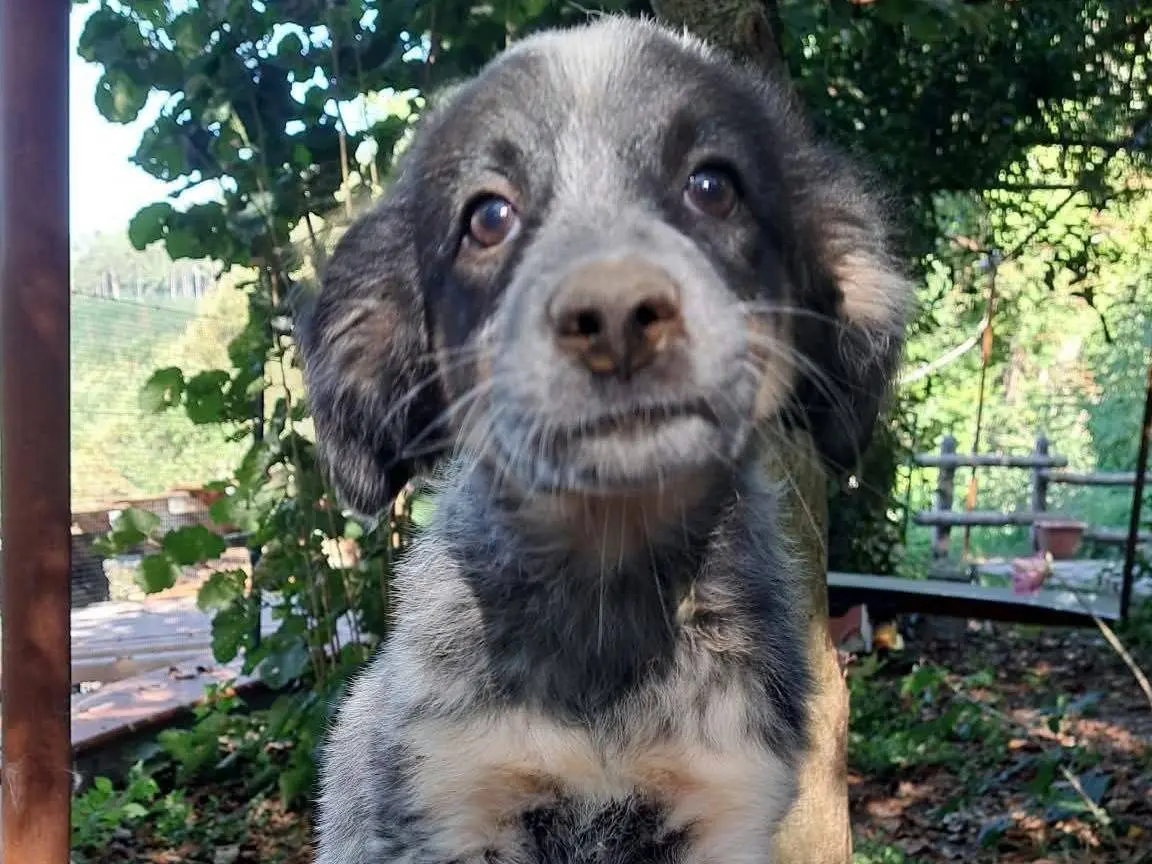 Adotta un cane, taglia media, femmina, Milano