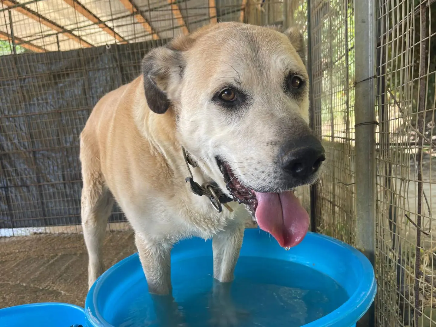 Vuoi adottare un cane a Trapani?
