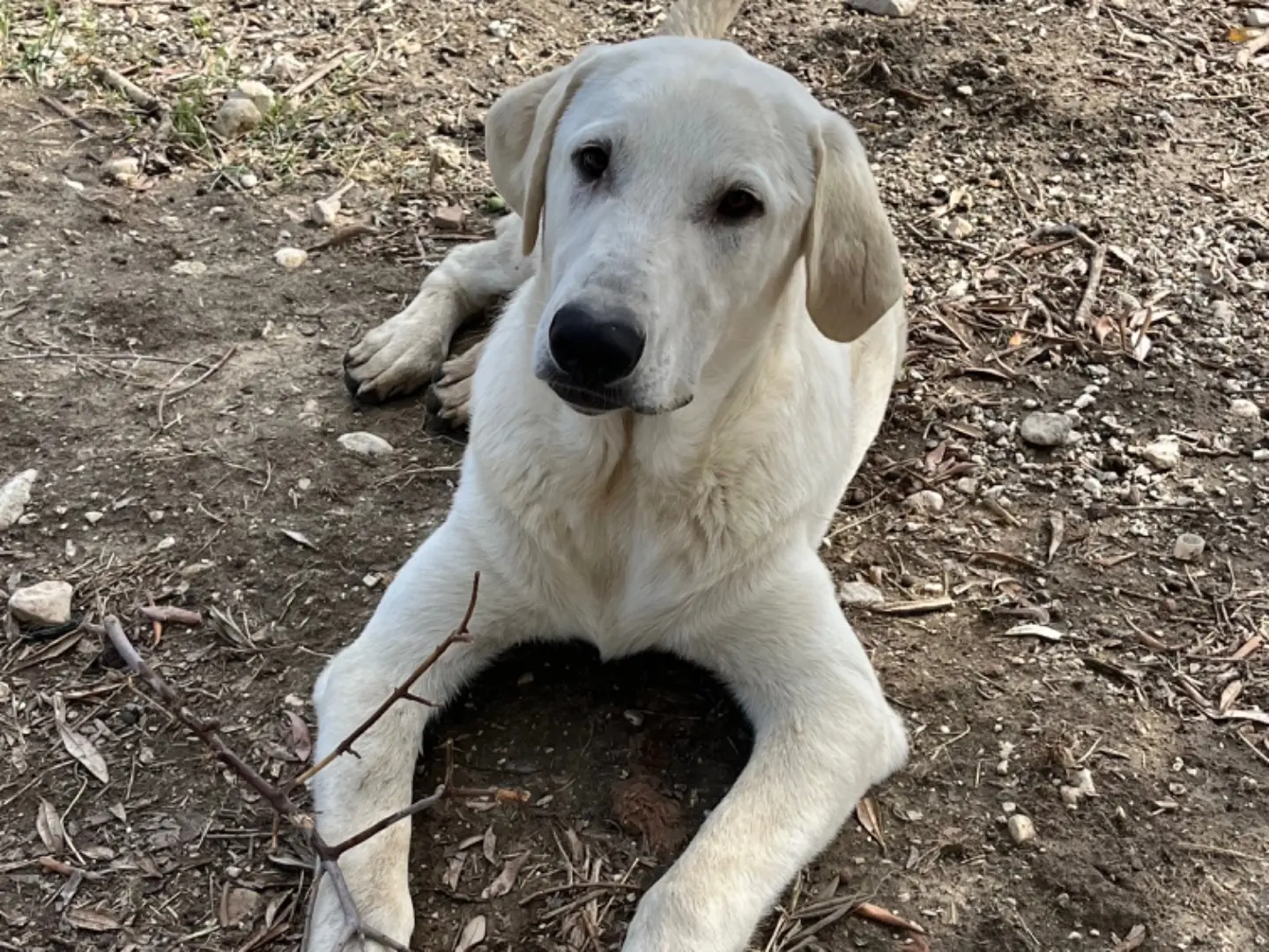 Vuoi adottare un cane a Agrigento?