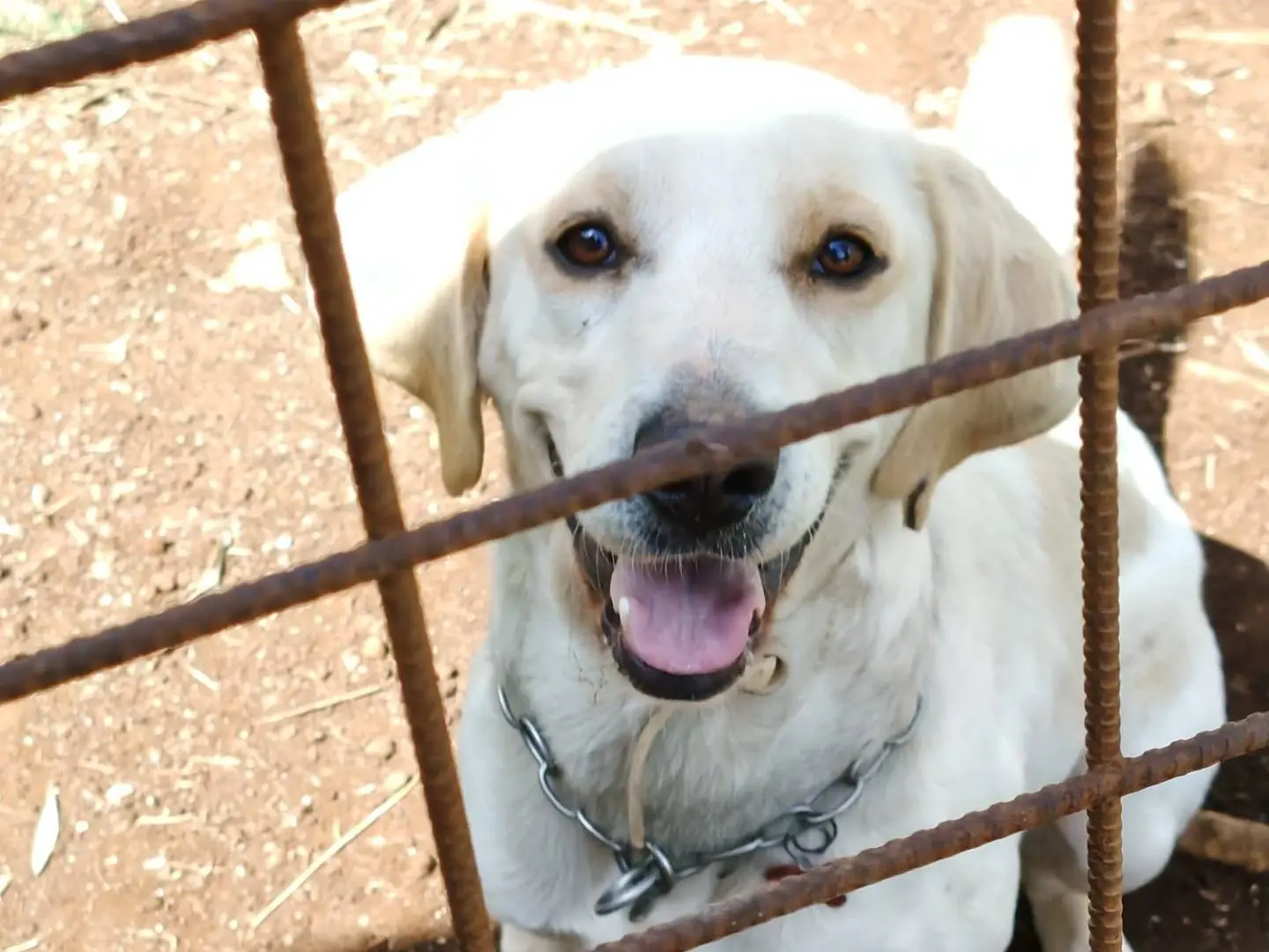 Adotta il cane PJ a Roma