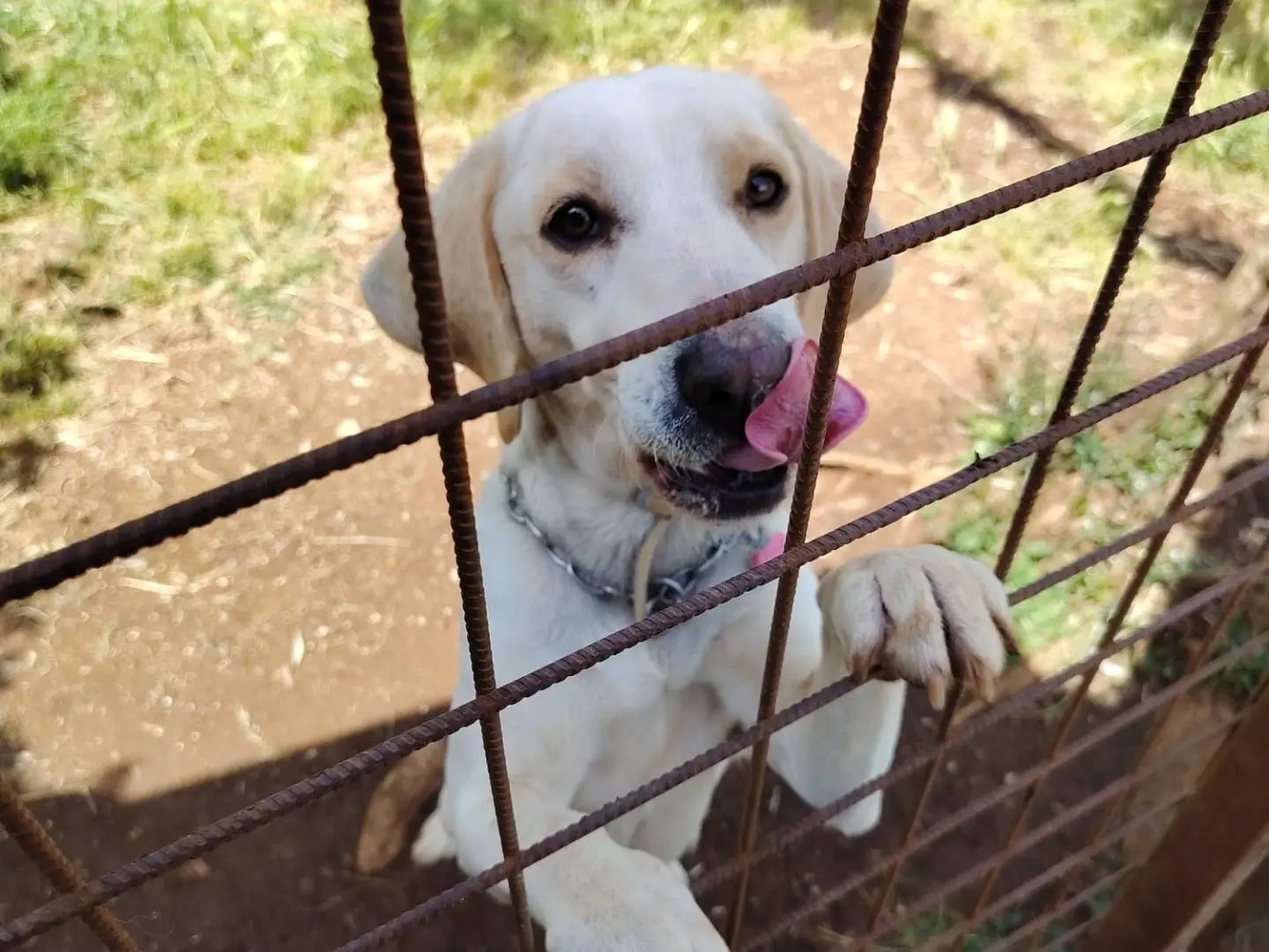 Adotta un cane, maschio, 3 anni e 4 mesi, Roma