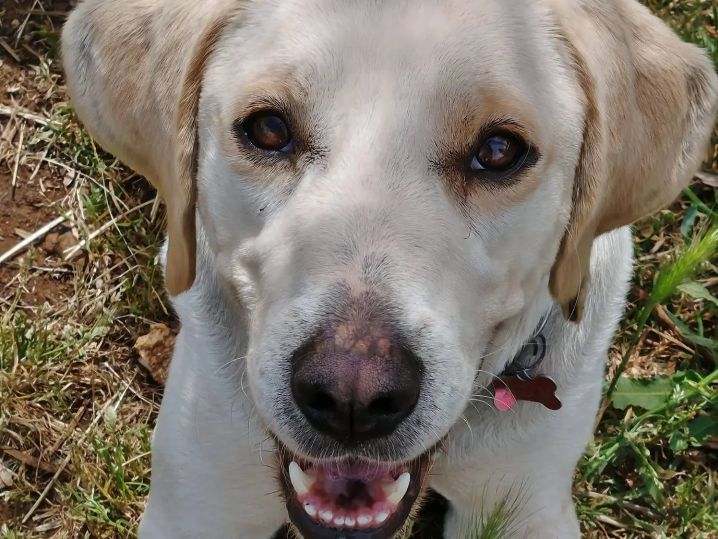 Adozione cane, maschio, Razza sconosciuta Razza sconosciuta, 3 anni e 4 mesi, taglia media, Roma