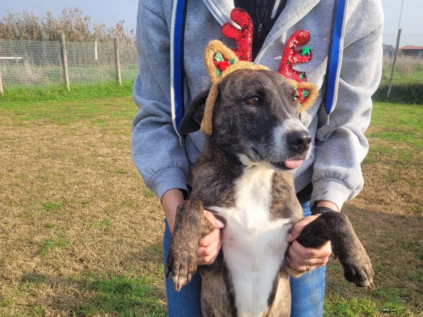 Vuoi adottare un cane a Latina?